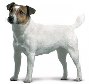 jack russel terier 01