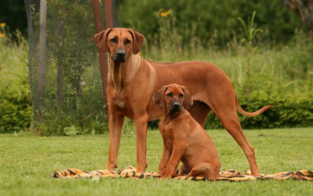 1279311972_105578285_1-Obrazky--Rhodesky-ridgeback-steata-1279311972