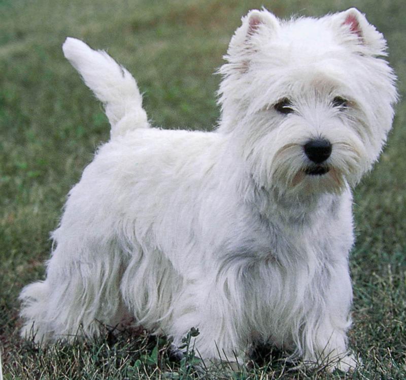 west_highland_white_terrier_17_2_1343391145