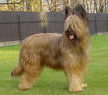 Briard-1