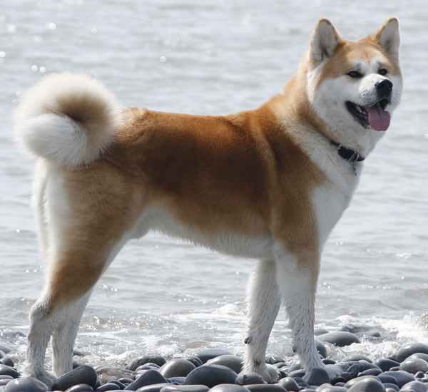 akita inu