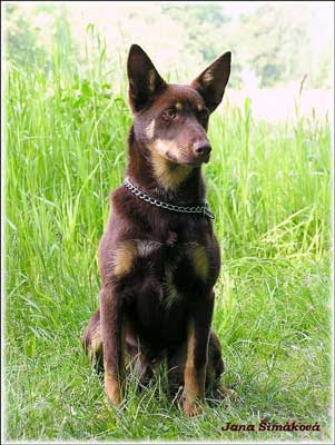 australská kelpie